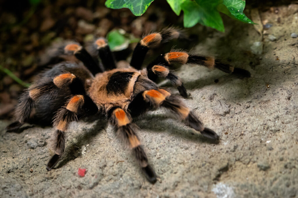 Brachypelma Hamorii Wystawa Paj K W