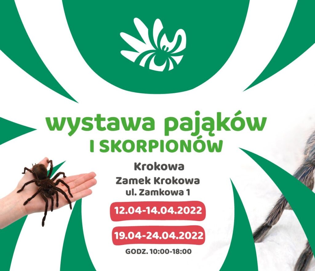 Wystawa Pająków i Skoprionów w Krakowie na Krokowej - wystawapajakow.pl