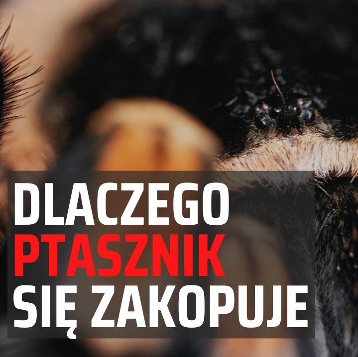 Dlaczego ptasznik się zakopuje - wystawapajakow.pl