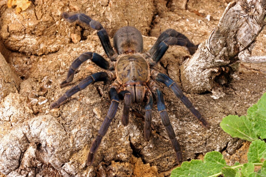 20483348 - cobalt blue tarantula  haplopelma