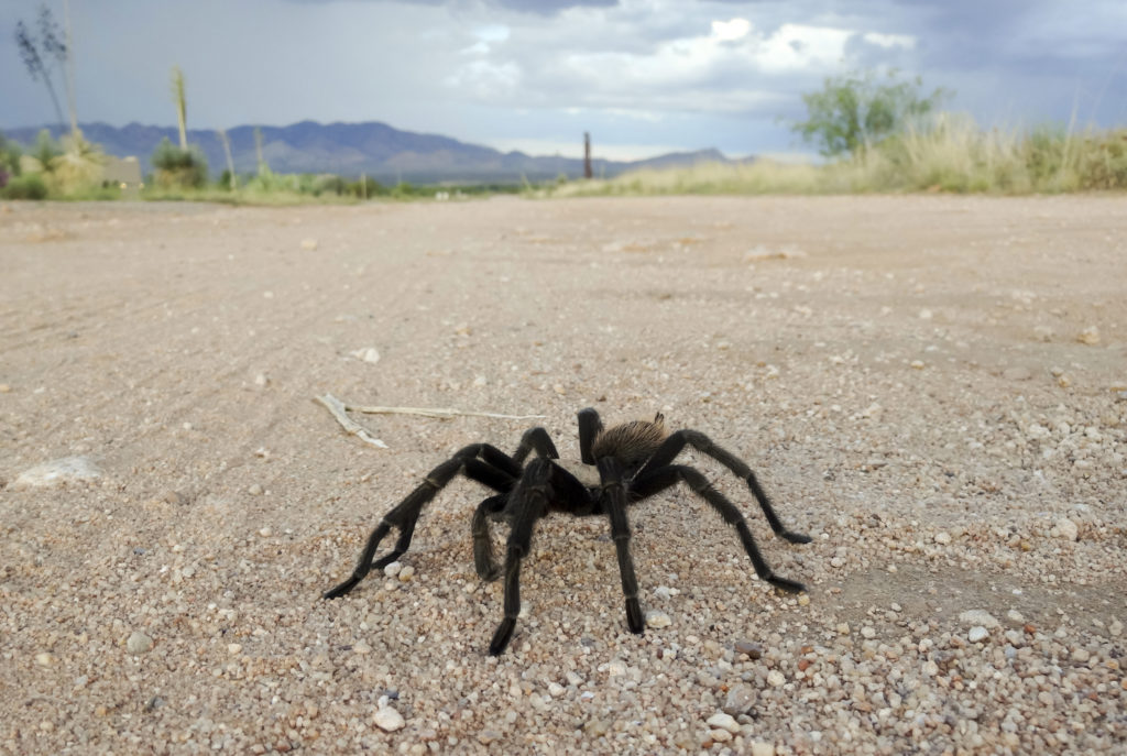 A Costa Rican Tarantula, also known as Desert Tarantula, on a Dirt Road in Monsoon Season