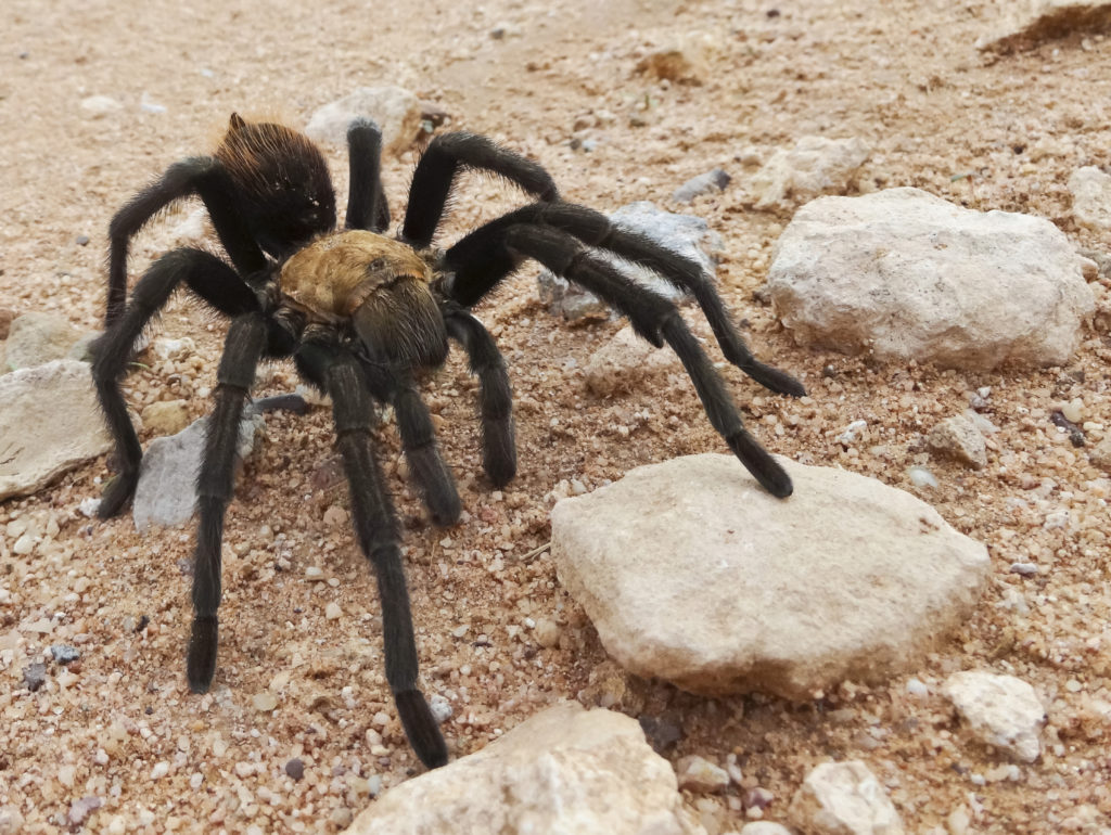 A Costa Rican Tarantula, also known as Desert Tarantula, on a Dirt Road in Monsoon Season