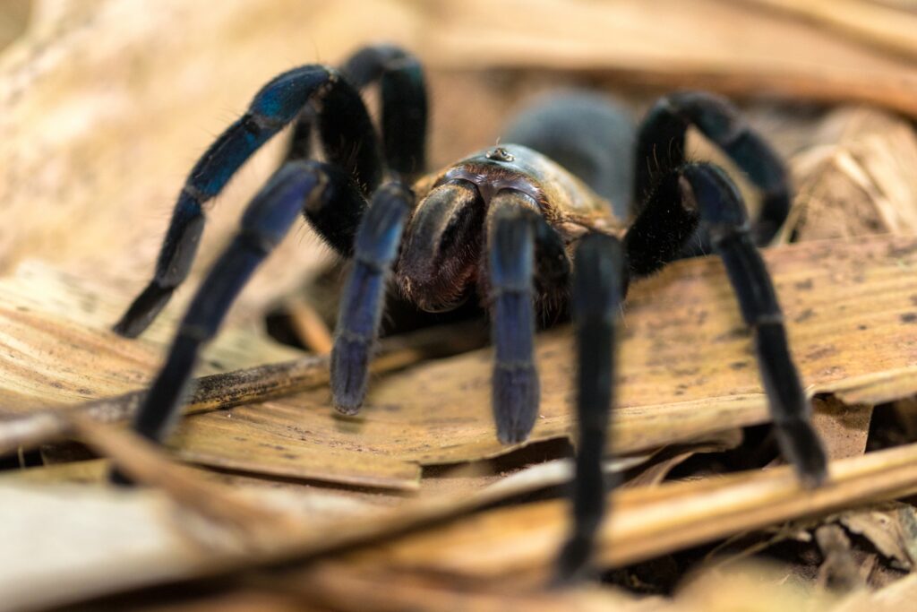 Big hairy tarentula Haplopelma Minax, wild Thailand species