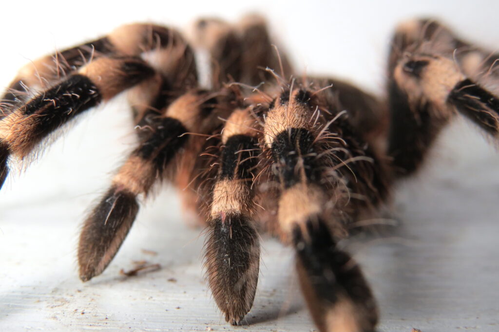 Acanthoscurria geniculata (1)