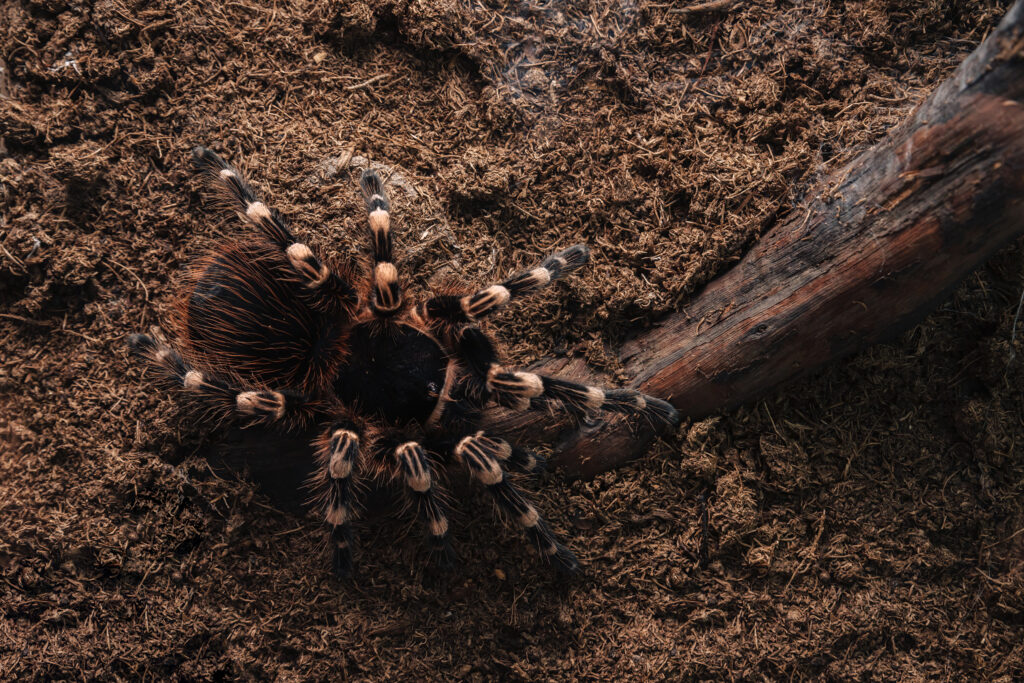 Large tarantula spider on an earthen surface.