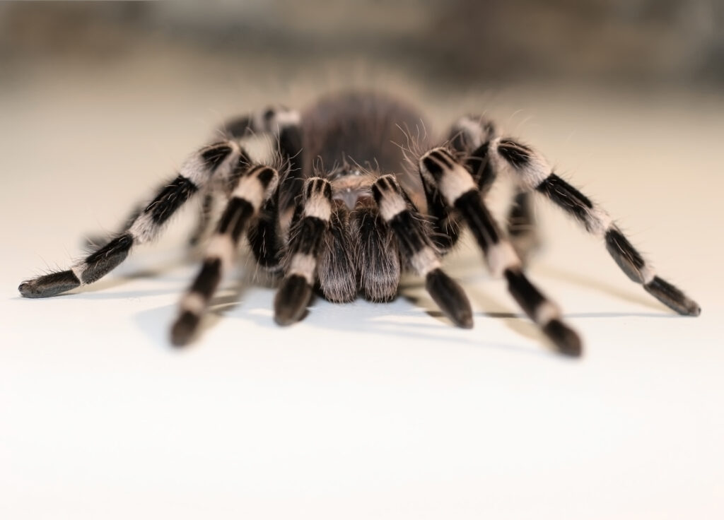 Close up view on the big spider Tarantulas