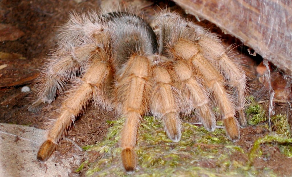 Aphonopelma chalcodes