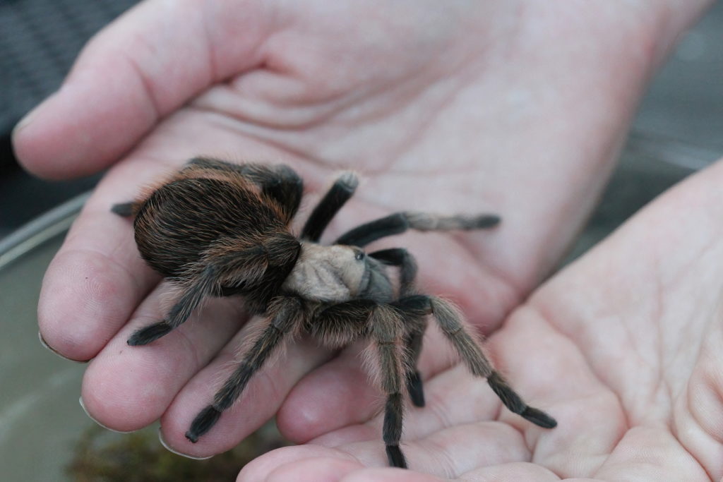 View of tarantulas in wild