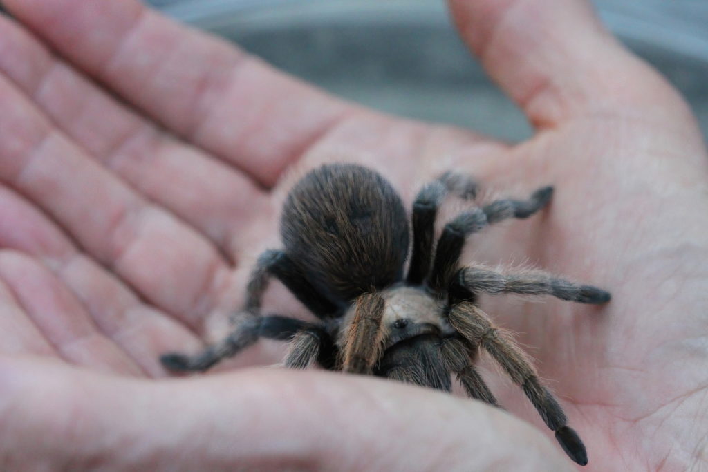 View of tarantulas in wild