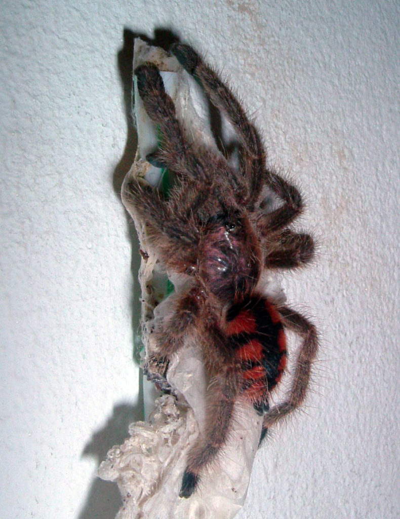 Avicularia_minatrix_Edit_MichaLR