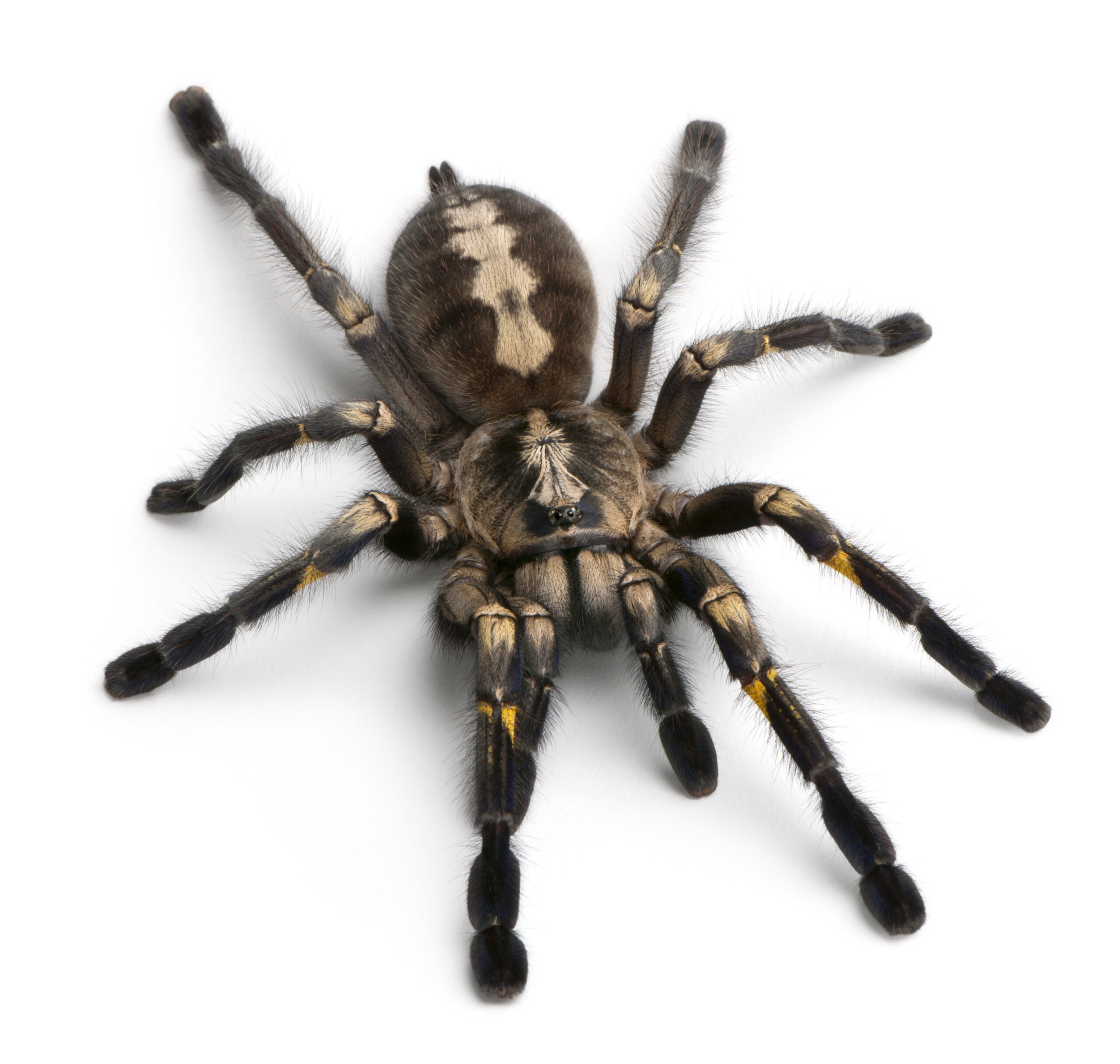 Poecilotheria metallica - Wystawa Pająków