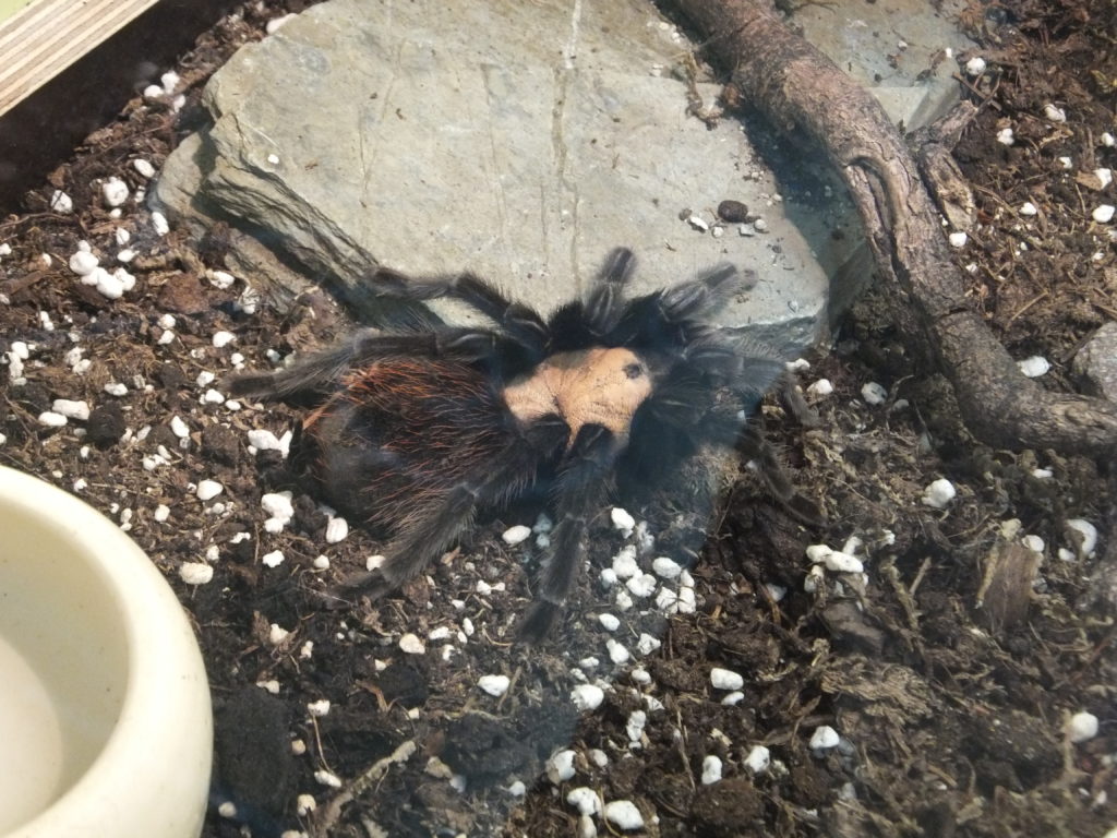 Spiders_Genova_-_Brachypelma_albiceps