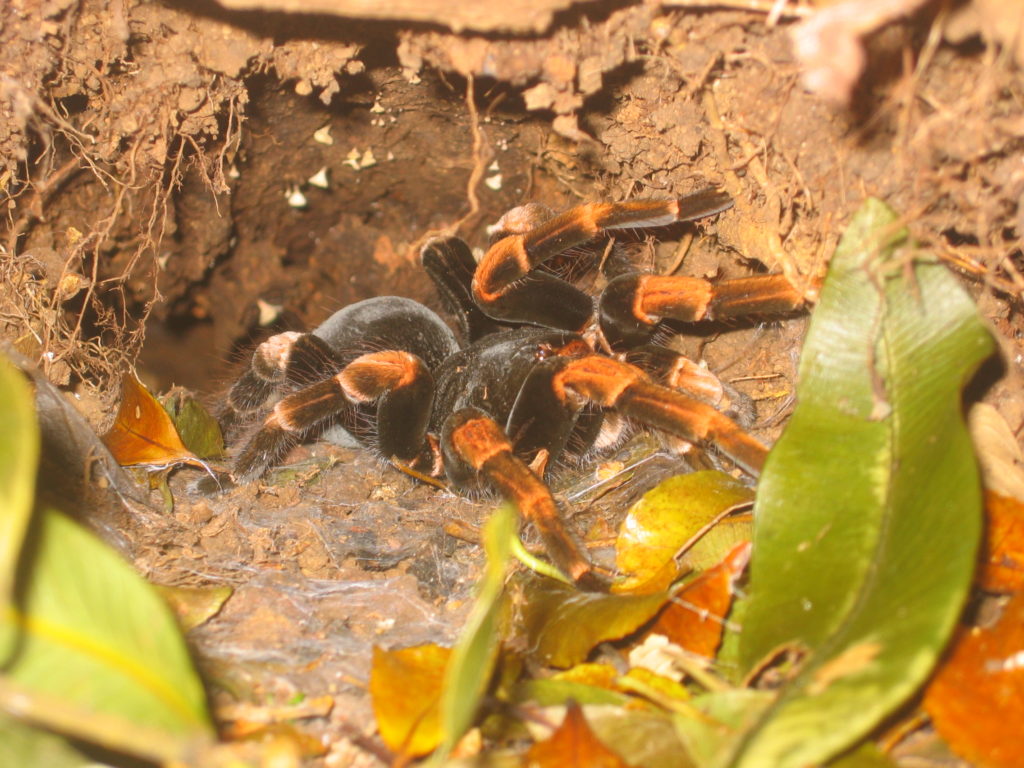 Tarantula_nest