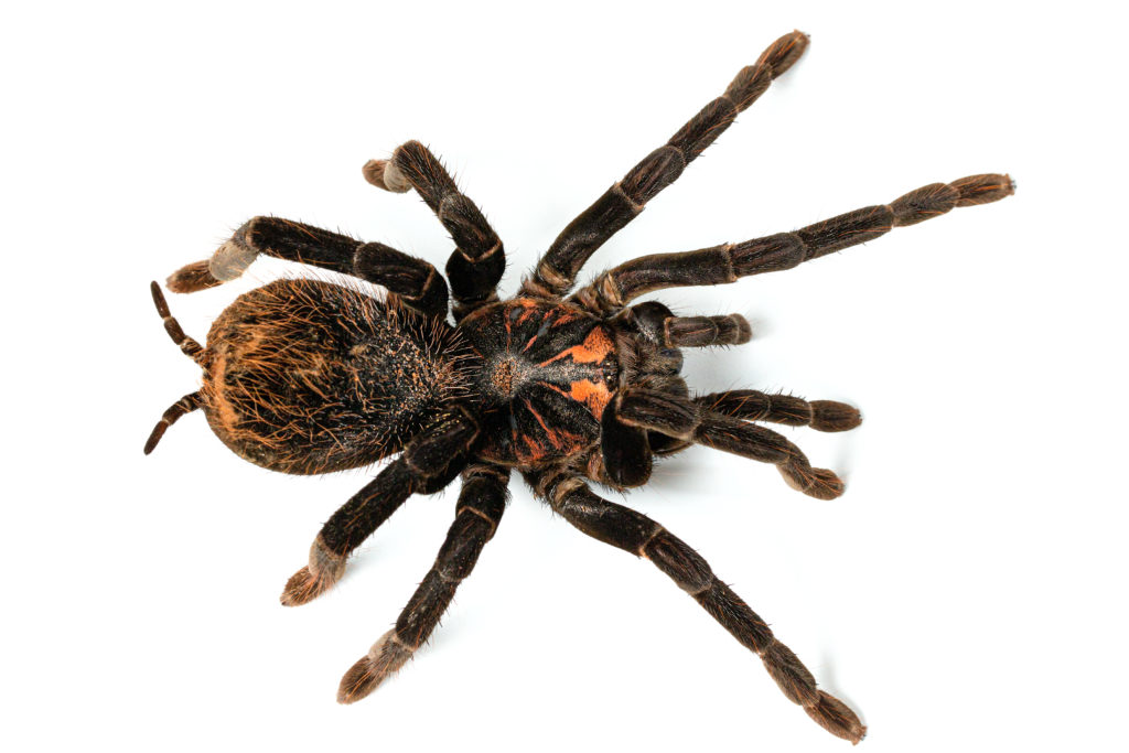 Photo of the tarantula spider xenesthis immanis close-up on a white background.