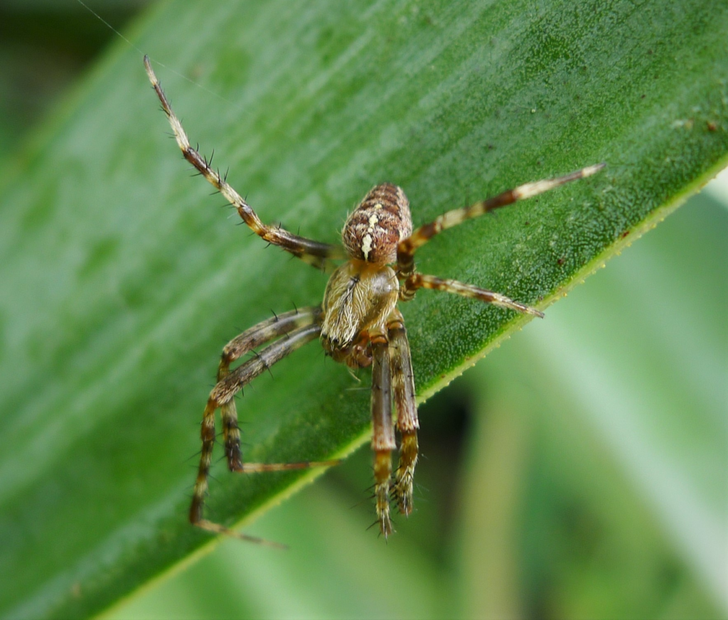 Samiec. Autorstwa gailhampshire from Cradley, Malvern, U.K - Araneus diadematus, male, CC BY 2.0, https://commons.wikimedia.org/w/index.php?curid=63754936