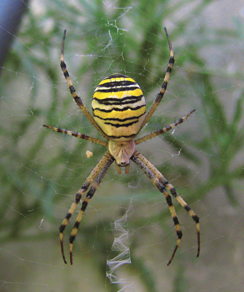 Samica. Autorstwa Cinnamologus - Praca własna, CC BY-SA 3.0, https://commons.wikimedia.org/w/index.php?curid=7788833