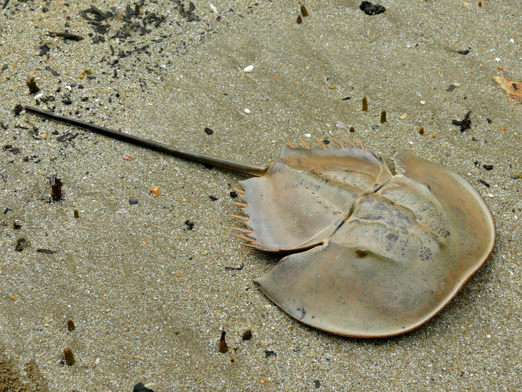 By Bernard DUPONT from FRANCE - Mangrove Horseshoe Crab (Carcinoscorpius rotundicauda), CC BY-SA 2.0, https://commons.wikimedia.org/w/index.php?curid=40796827