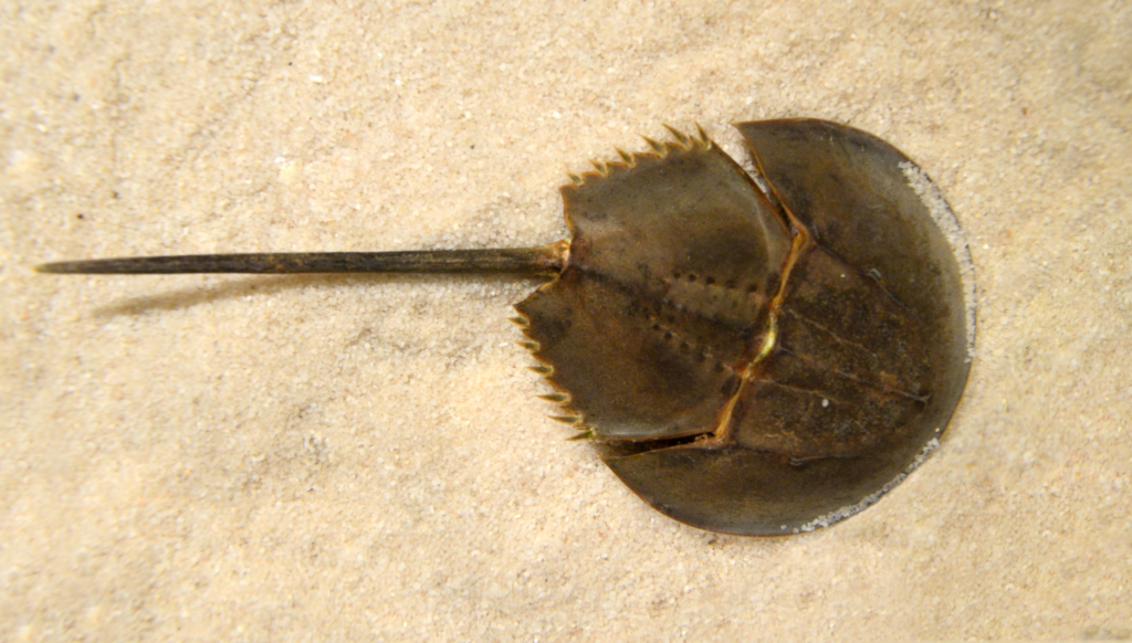 Author: Amada44 https://en.m.wikipedia.org/wiki/File:Carcinoscorpius_rotundicauda_%28mangrove_horseshoe_crab%29.jpg