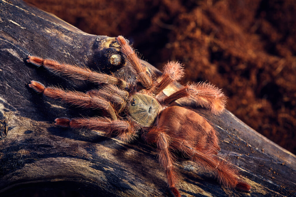 Tarantula Tapinauchenius gigas close-up on a background of brown soil