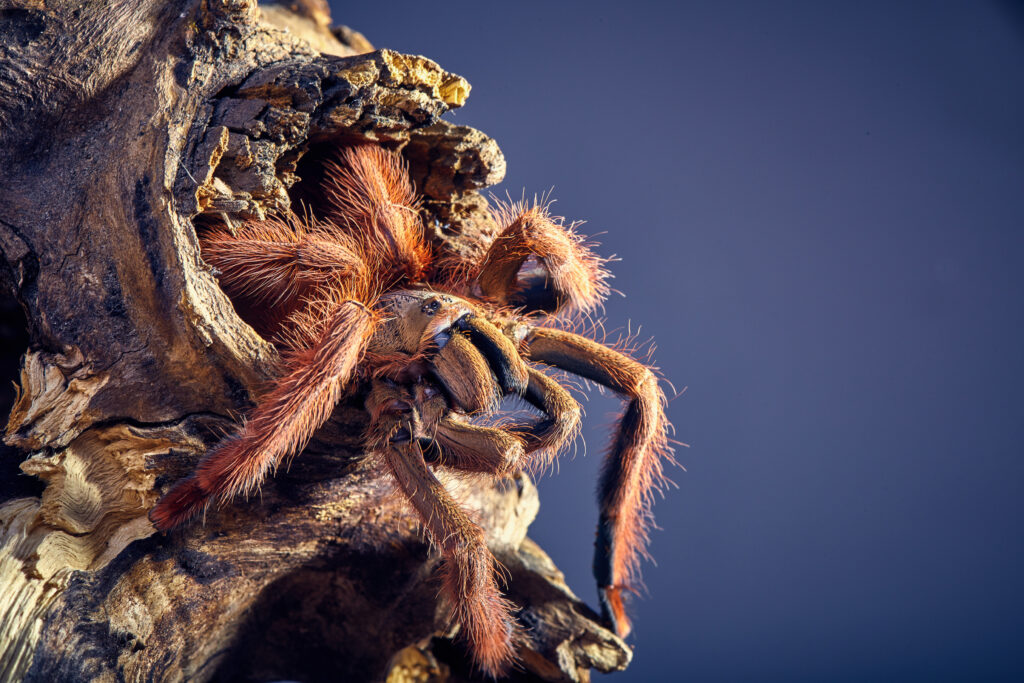 Tarantula Tapinauchenius gigas close-up on a background of brown soil